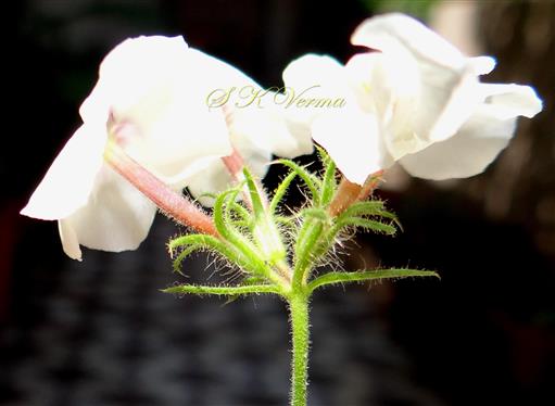  Inflorescence